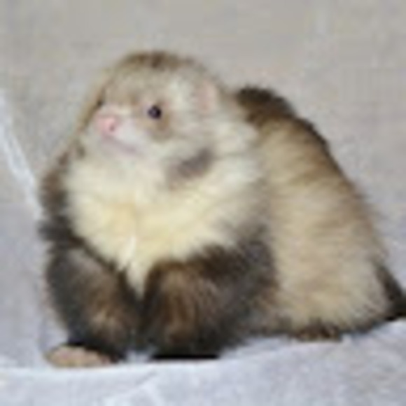 angelo855